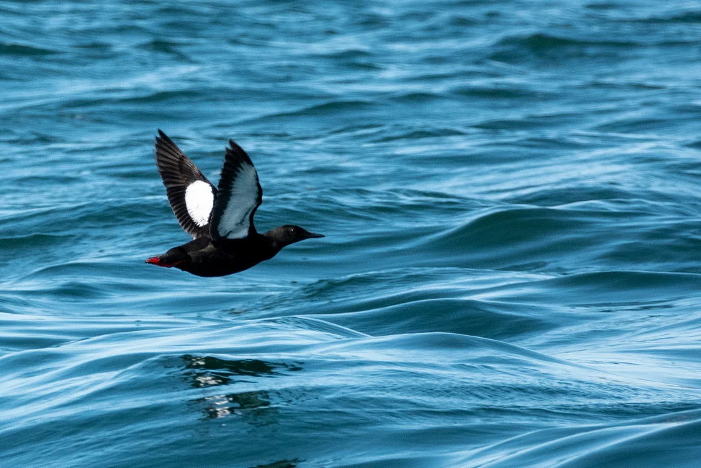 Black Guillemot (Cepphus grylle) — photo 3 of 5