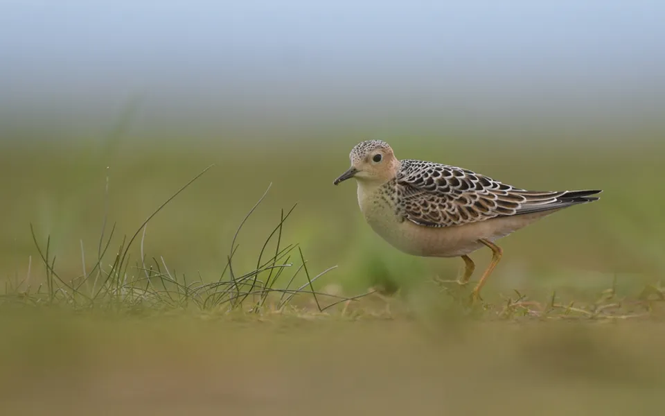 Buff-breasted Sandpiper (Calidris subruficollis) — photo 3 of 4
