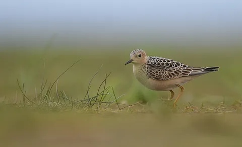 Buff-breasted Sandpiper (Calidris subruficollis) — photo 3 of 4