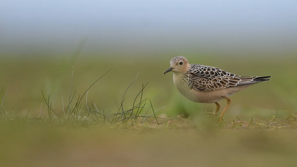 Buff-breasted Sandpiper (Calidris subruficollis) — photo 3 of 4