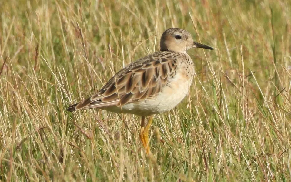 Buff-breasted Sandpiper (Calidris subruficollis) — photo 4 of 4