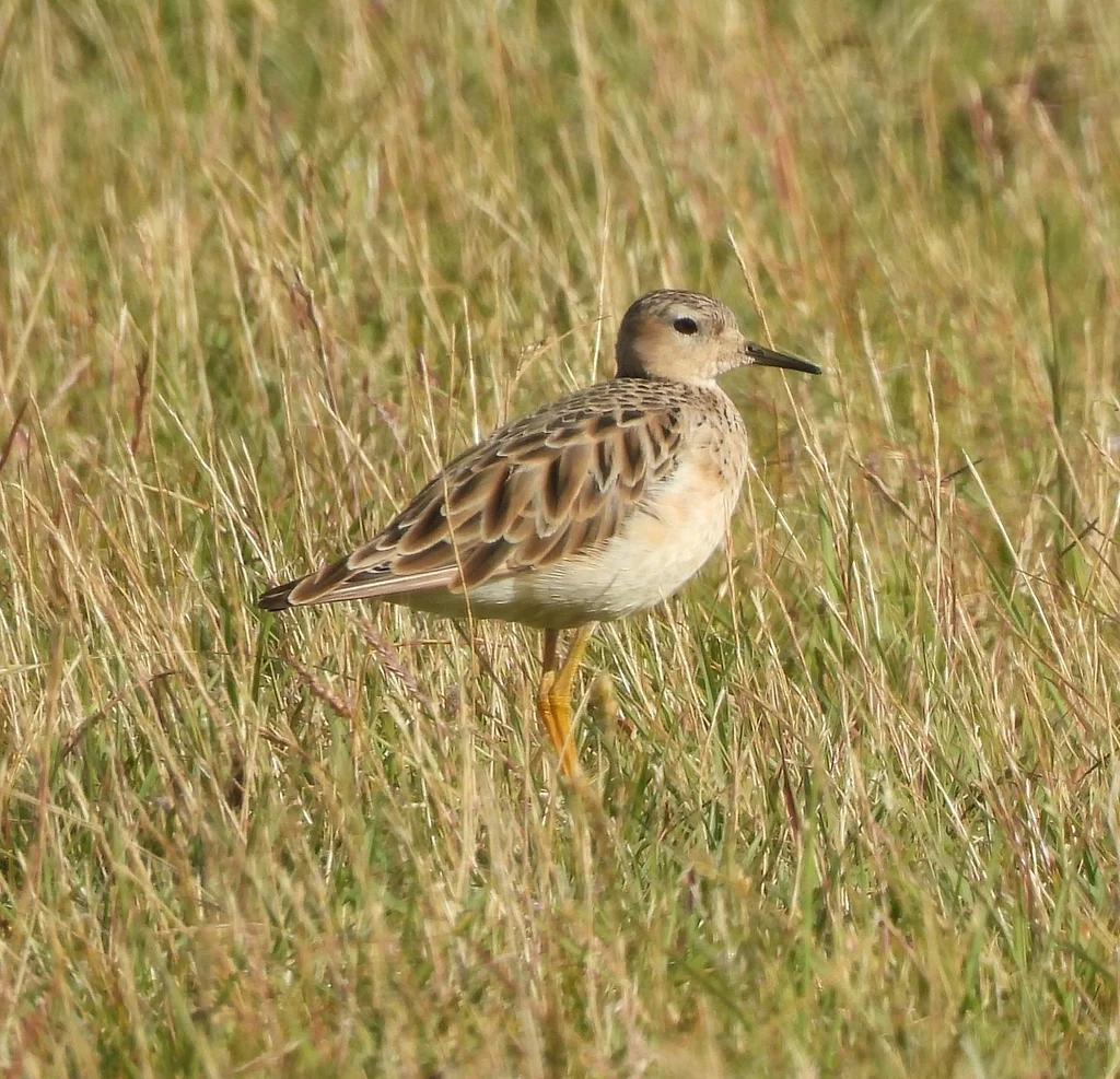 Buff-breasted Sandpiper (Calidris subruficollis) — photo 4 of 4