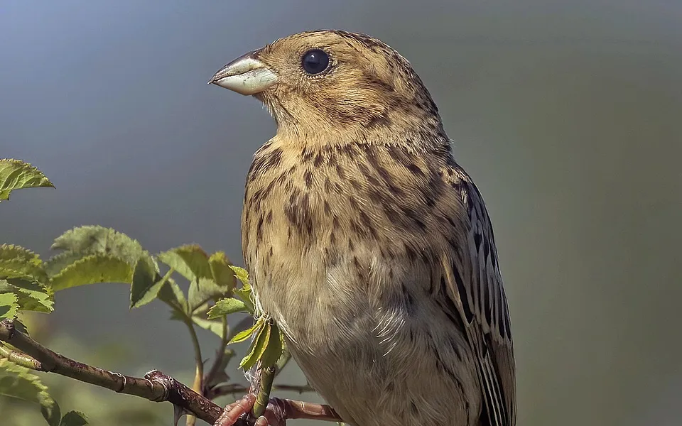 Corn Bunting (Emberiza calandra) — photo 1 of 8