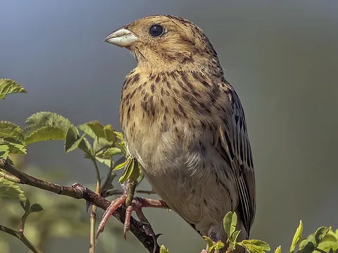 Corn Bunting