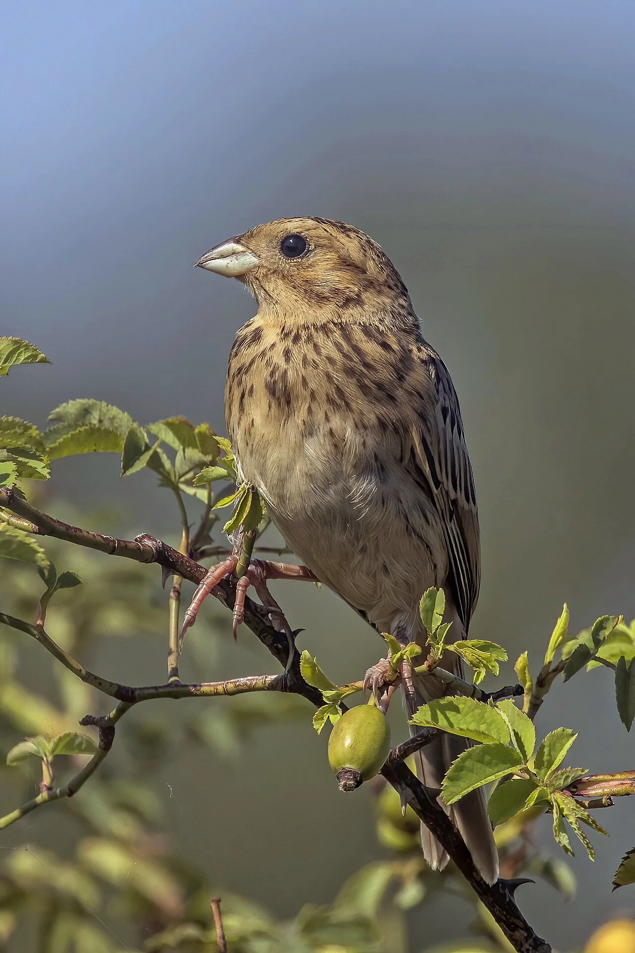 Corn Bunting (Emberiza calandra) — photo 1 of 8