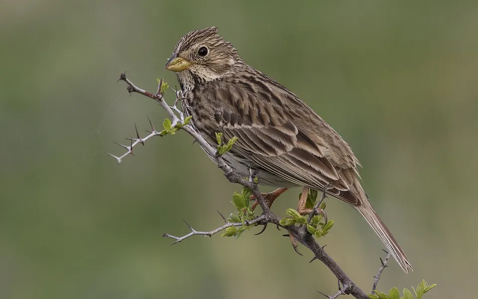 Corn Bunting (Emberiza calandra) — photo 5 of 8
