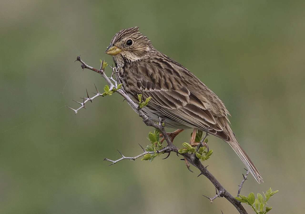 Corn Bunting (Emberiza calandra) — photo 5 of 8