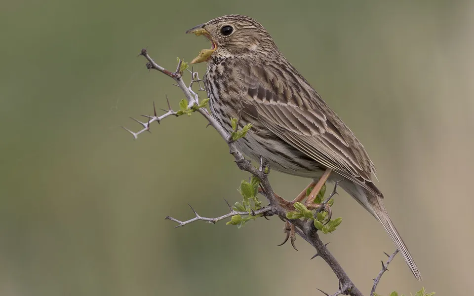 Corn Bunting (Emberiza calandra) — photo 2 of 8