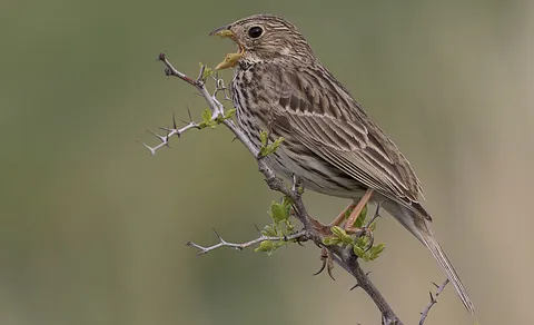 Corn Bunting (Emberiza calandra) — photo 2 of 8