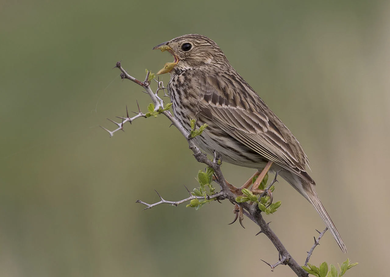 Corn Bunting (Emberiza calandra) — photo 2 of 8