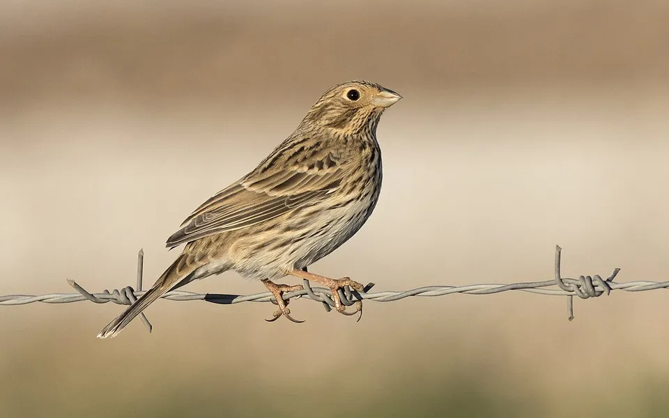 Corn Bunting (Emberiza calandra) — photo 6 of 8