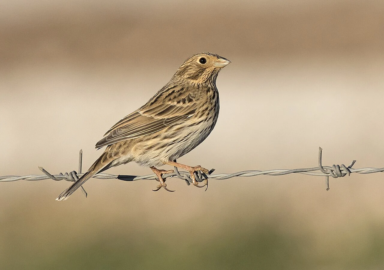 Corn Bunting (Emberiza calandra) — photo 6 of 8