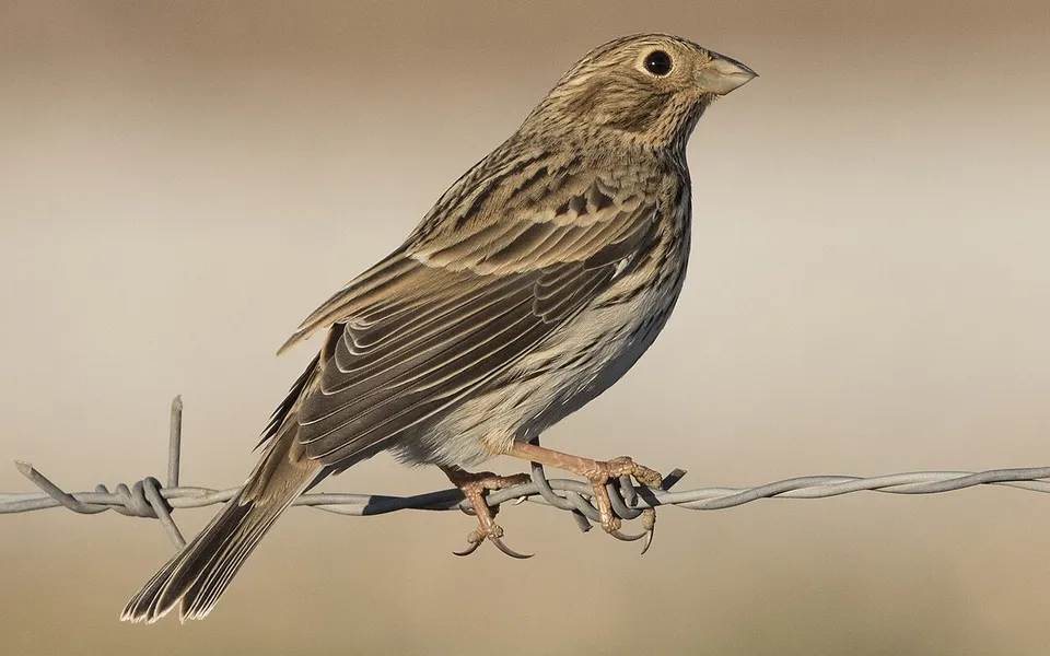 Corn Bunting (Emberiza calandra) — photo 8 of 8