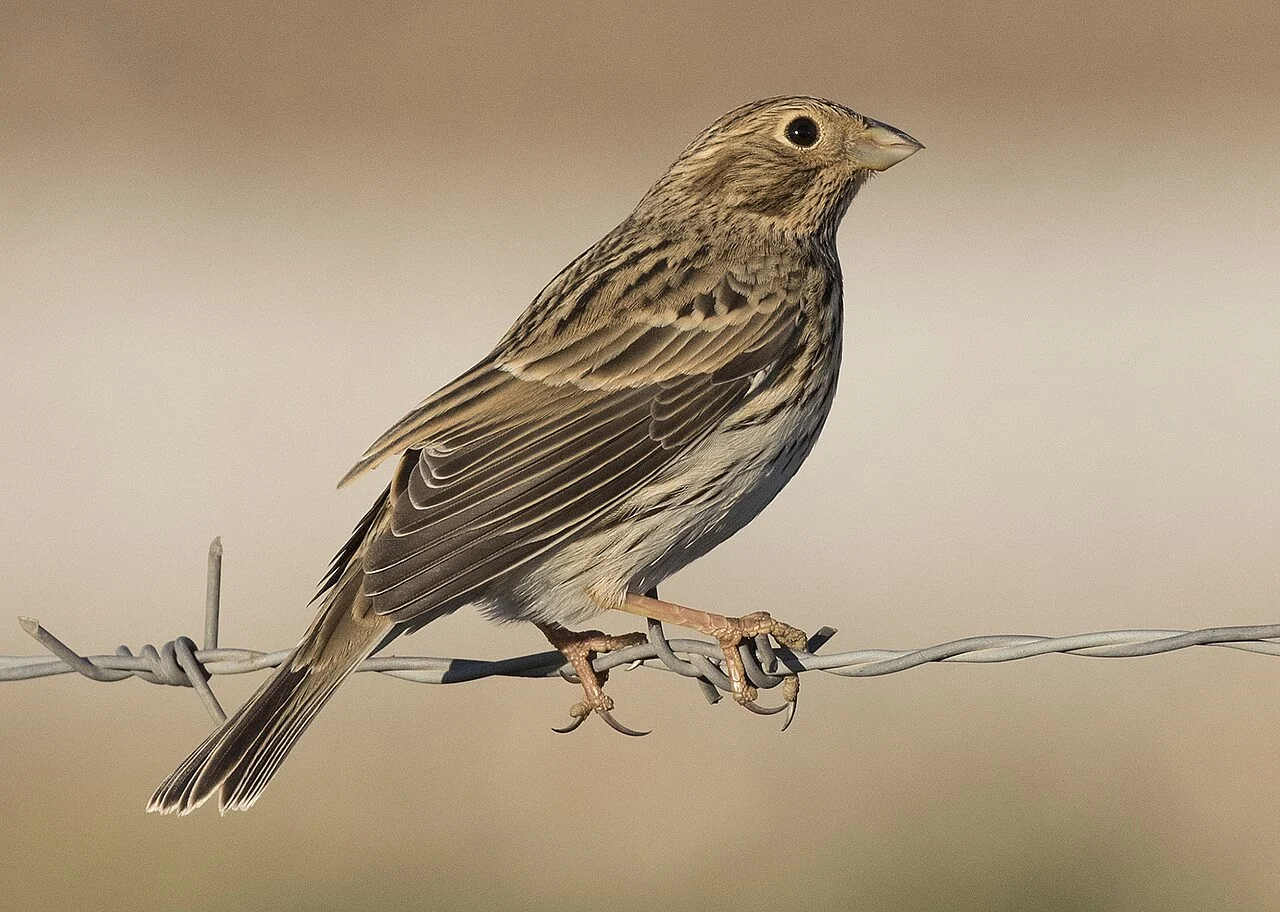 Corn Bunting (Emberiza calandra) — photo 8 of 8