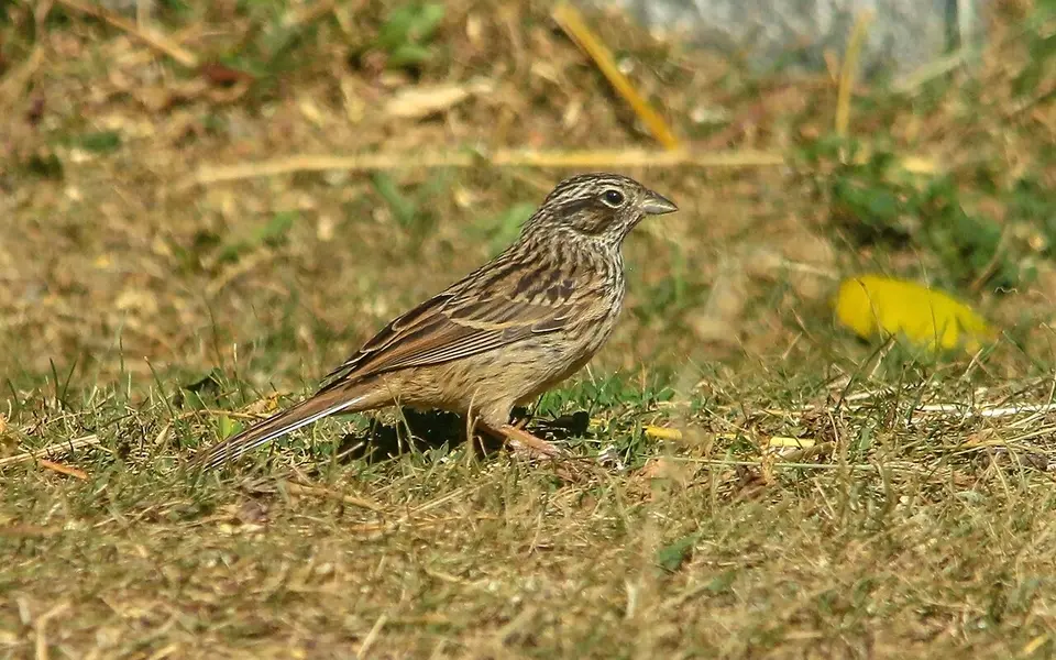 Pine Bunting (Emberiza leucocephalos) — photo 2 of 6