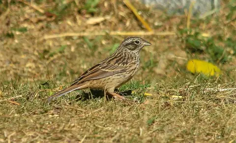 Pine Bunting (Emberiza leucocephalos) — photo 2 of 6