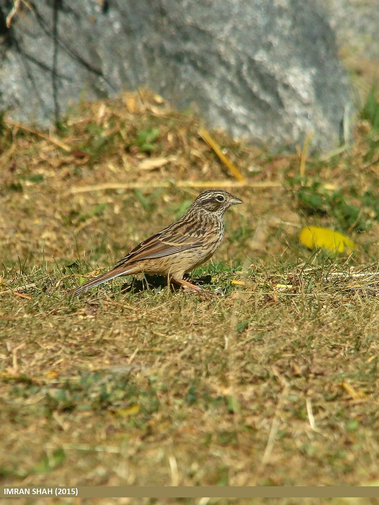 Pine Bunting (Emberiza leucocephalos) — photo 2 of 6