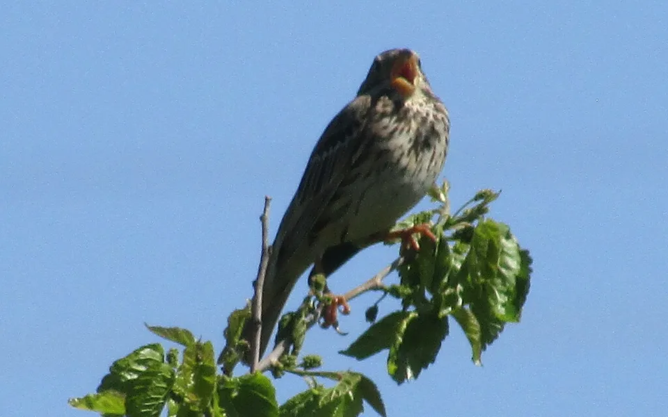 Corn Bunting (Emberiza calandra) — photo 3 of 8