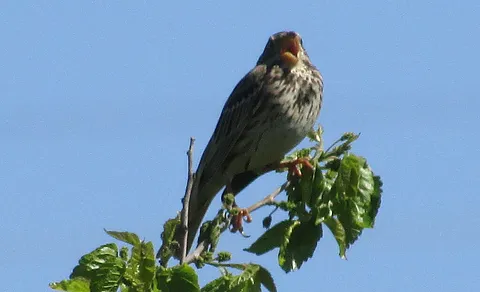 Corn Bunting (Emberiza calandra) — photo 3 of 8