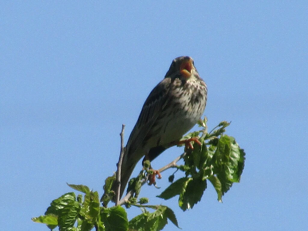 Corn Bunting (Emberiza calandra) — photo 3 of 8