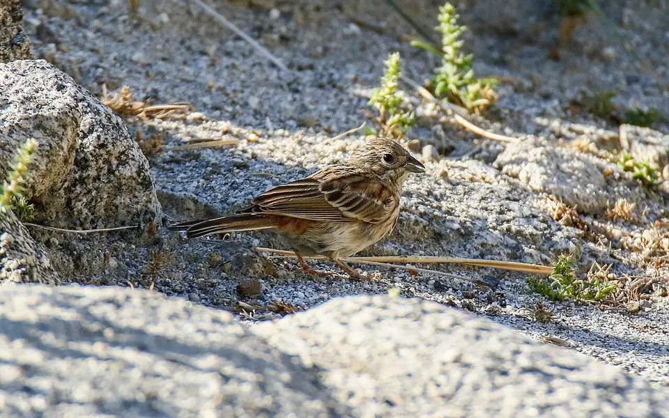 Pine Bunting (Emberiza leucocephalos) — photo 3 of 6