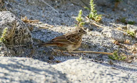 Pine Bunting (Emberiza leucocephalos) — photo 3 of 6