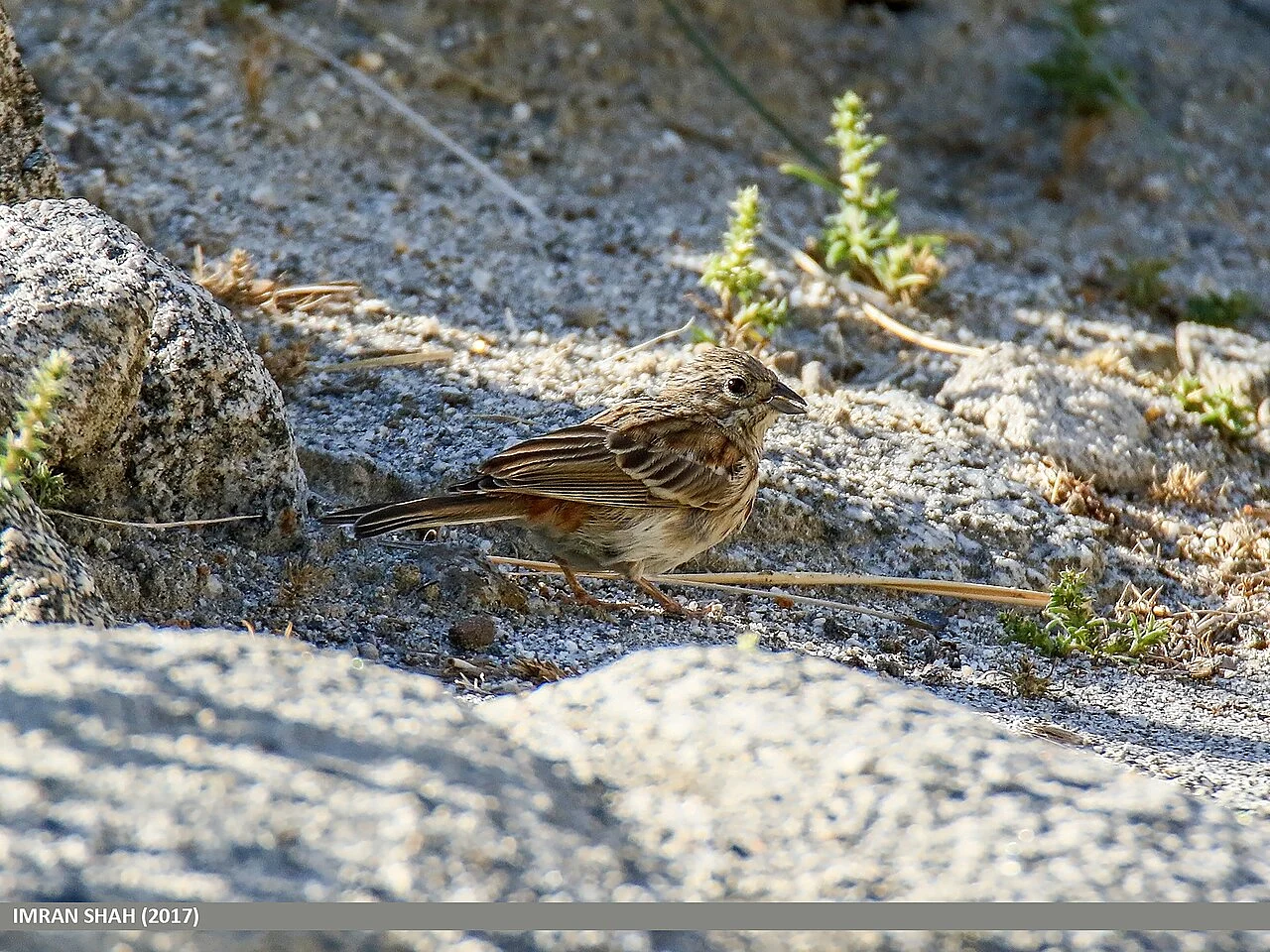 Pine Bunting (Emberiza leucocephalos) — photo 3 of 6