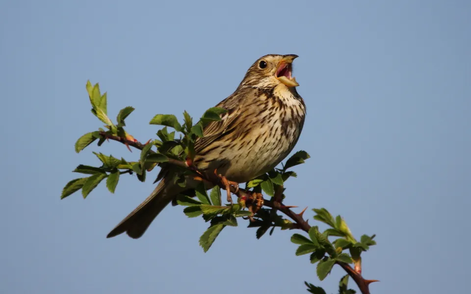Corn Bunting (Emberiza calandra) — photo 4 of 8