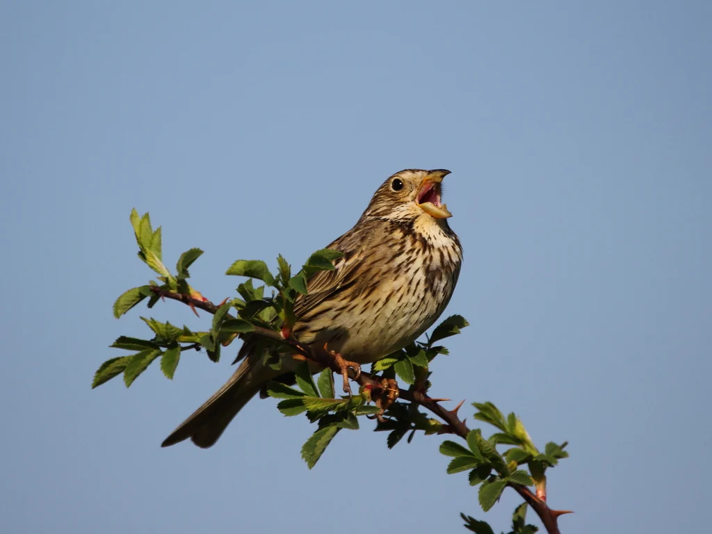 Corn Bunting (Emberiza calandra) — photo 4 of 8