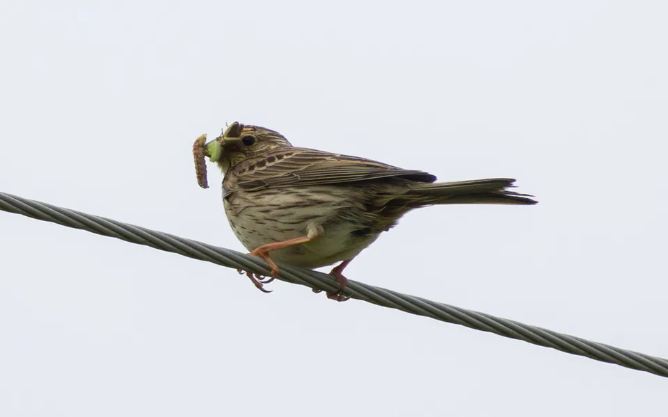 Corn Bunting (Emberiza calandra) — photo 7 of 8