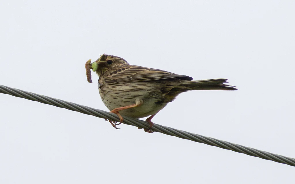 Corn Bunting (Emberiza calandra) — photo 7 of 8