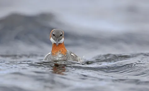 Red-necked Phalarope (Phalaropus lobatus) — photo 3 of 4