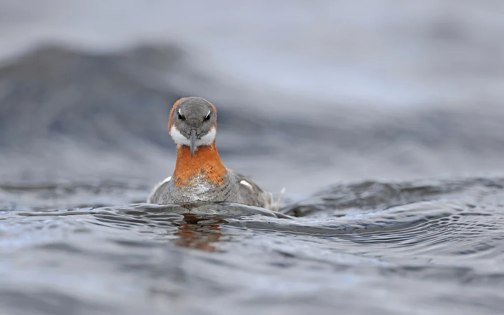 Red-necked Phalarope (Phalaropus lobatus) — photo 3 of 4