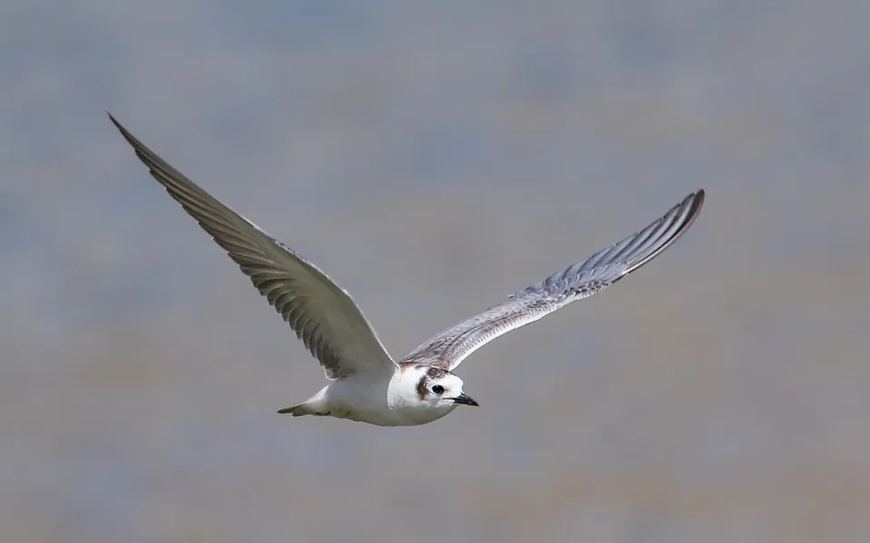 Whiskered Tern (Chlidonias hybrida) — photo 5 of 5