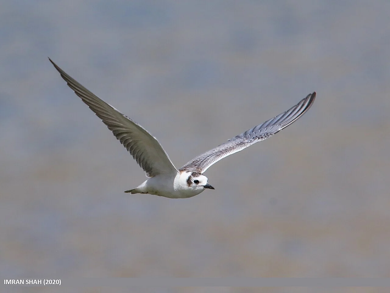 Whiskered Tern (Chlidonias hybrida) — photo 5 of 5