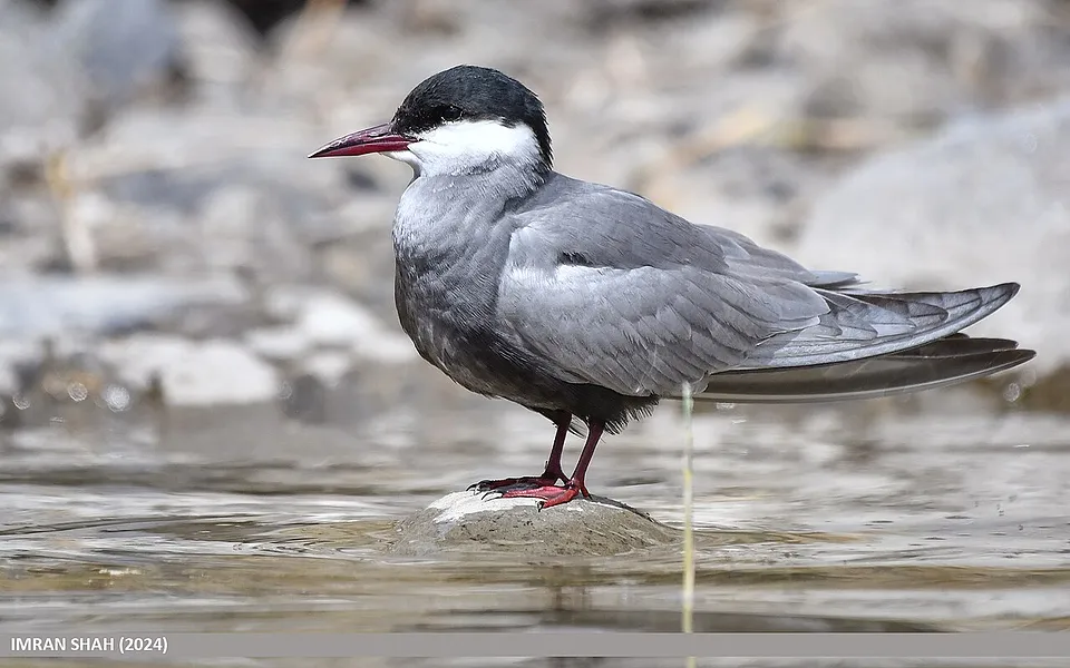Whiskered Tern (Chlidonias hybrida) — photo 1 of 5