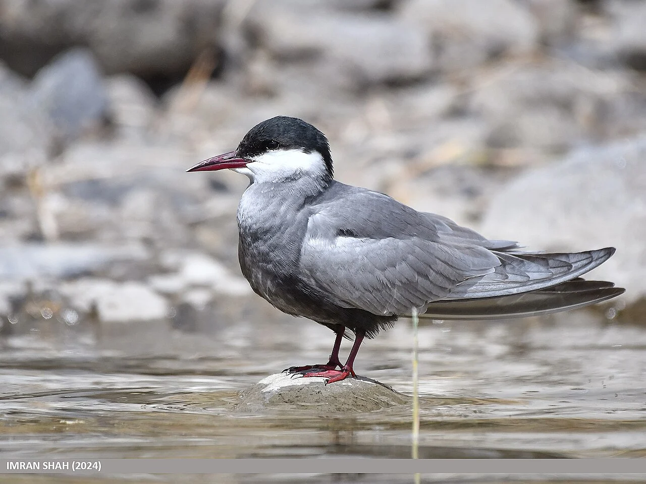 Whiskered Tern (Chlidonias hybrida) — photo 1 of 5