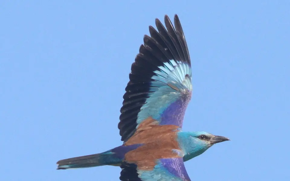 European Roller (Coracias garrulus) — photo 4 of 6