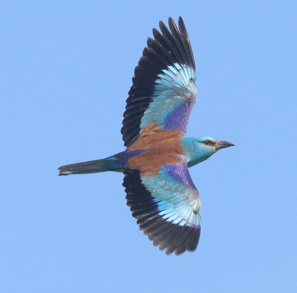 European Roller (Coracias garrulus) — photo 4 of 6