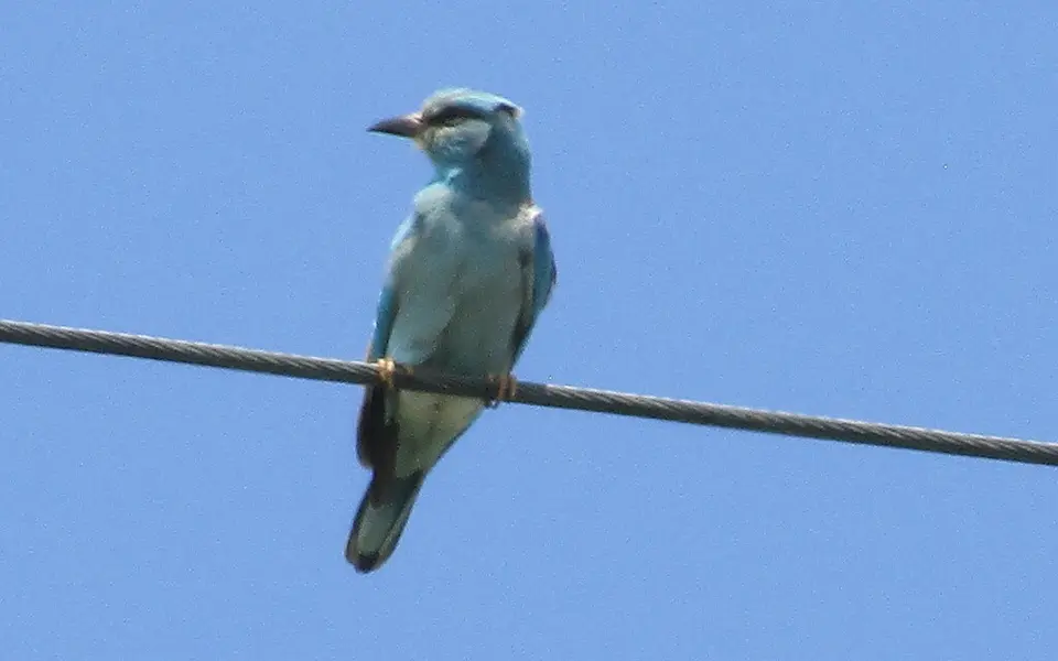 European Roller (Coracias garrulus) — photo 5 of 6
