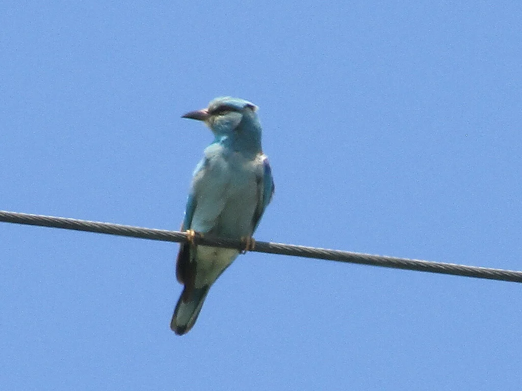 European Roller (Coracias garrulus) — photo 5 of 6