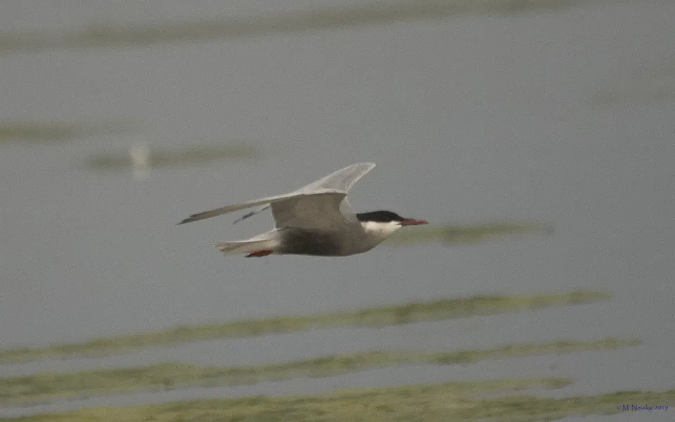 Whiskered Tern (Chlidonias hybrida) — photo 4 of 5