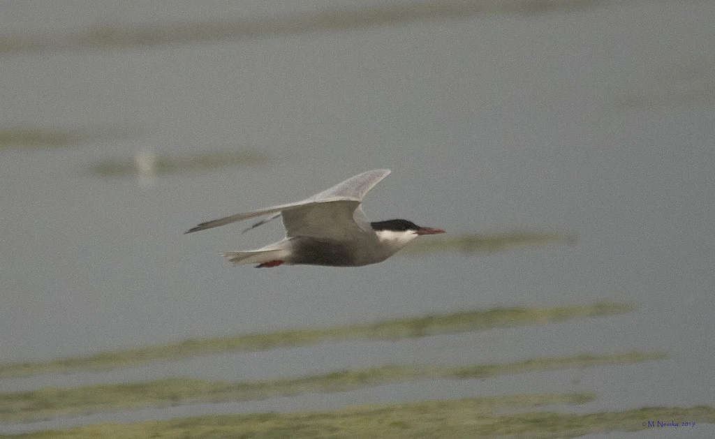 Whiskered Tern (Chlidonias hybrida) — photo 4 of 5