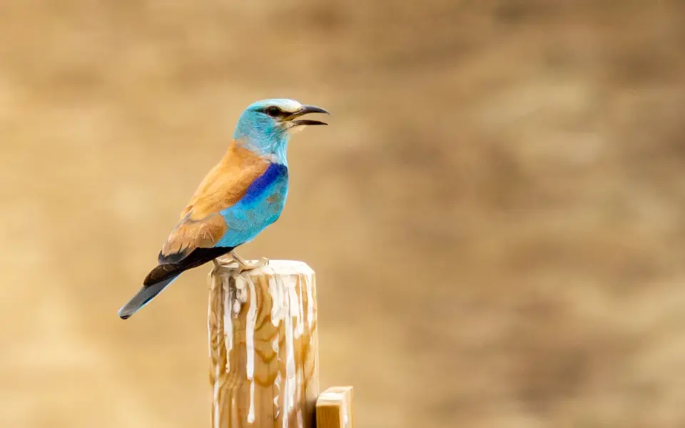 European Roller (Coracias garrulus) — photo 6 of 6