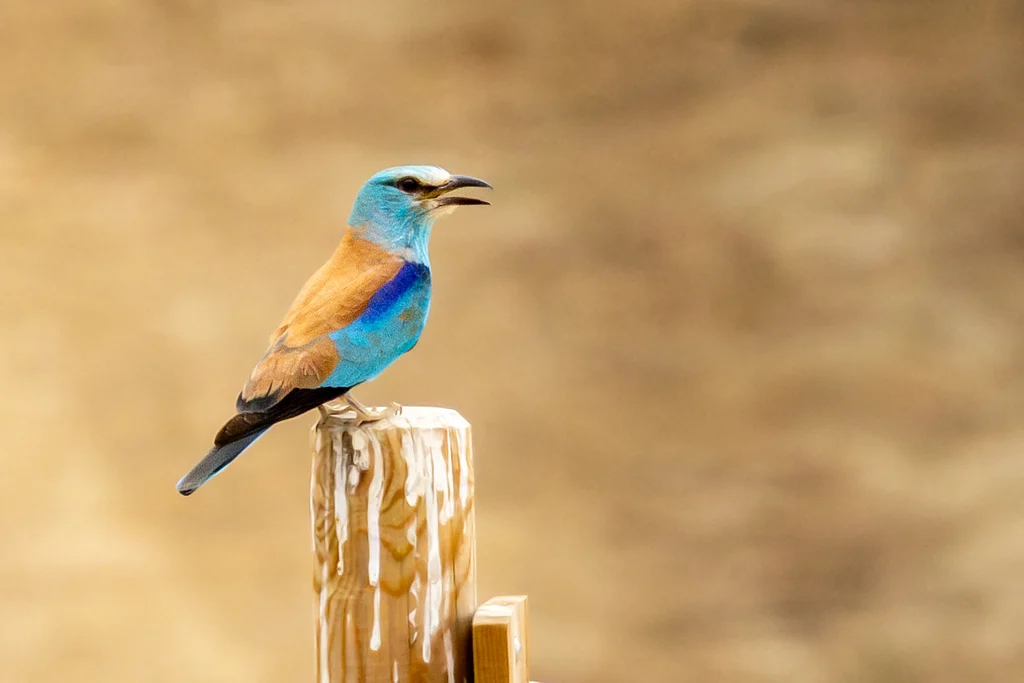 European Roller (Coracias garrulus) — photo 6 of 6