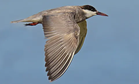 Whiskered Tern (Chlidonias hybrida) — photo 2 of 5