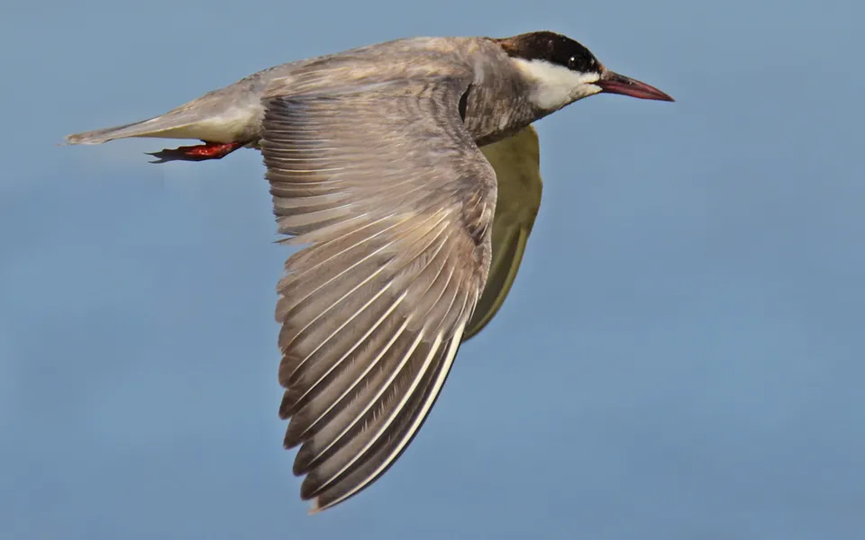 Whiskered Tern (Chlidonias hybrida) — photo 2 of 5