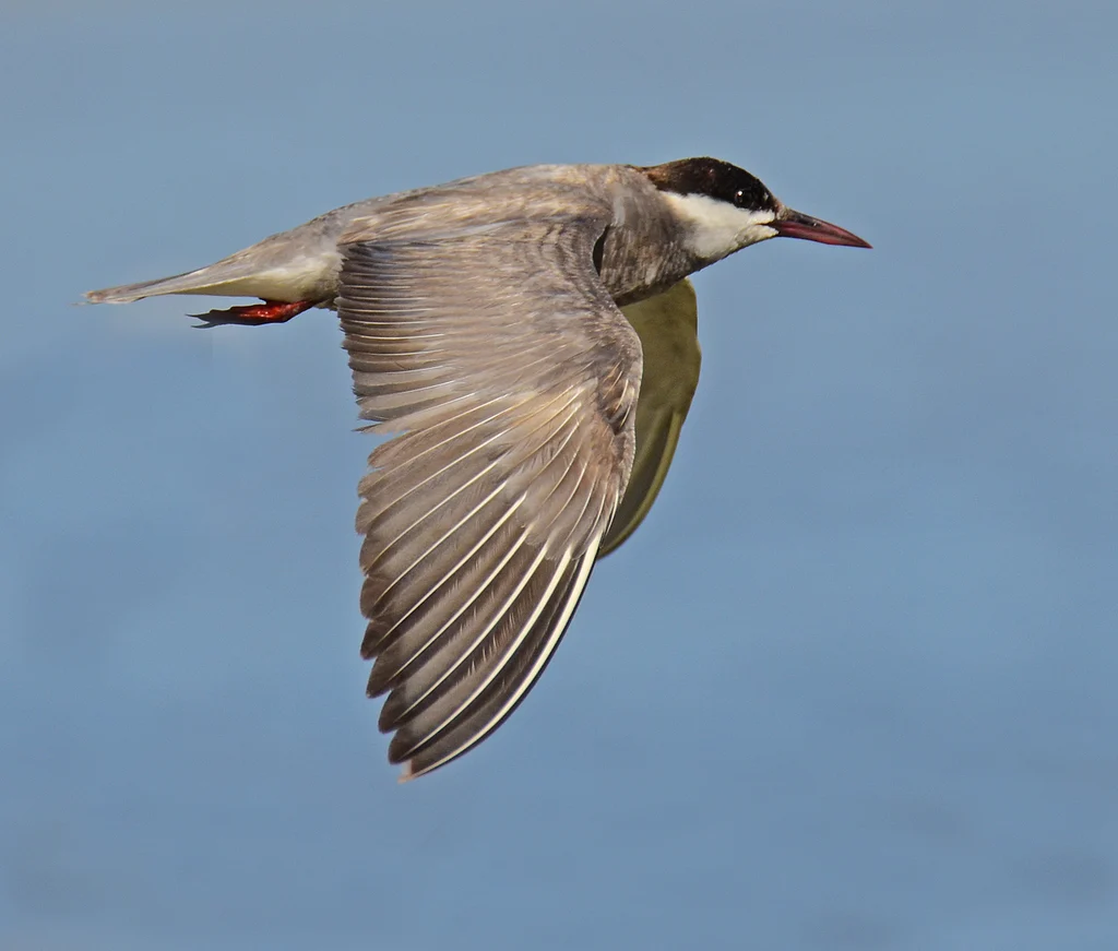 Whiskered Tern (Chlidonias hybrida) — photo 2 of 5