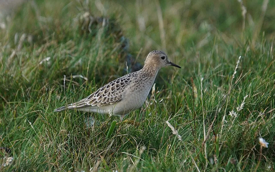 Buff-breasted Sandpiper (Calidris subruficollis) — photo 1 of 4