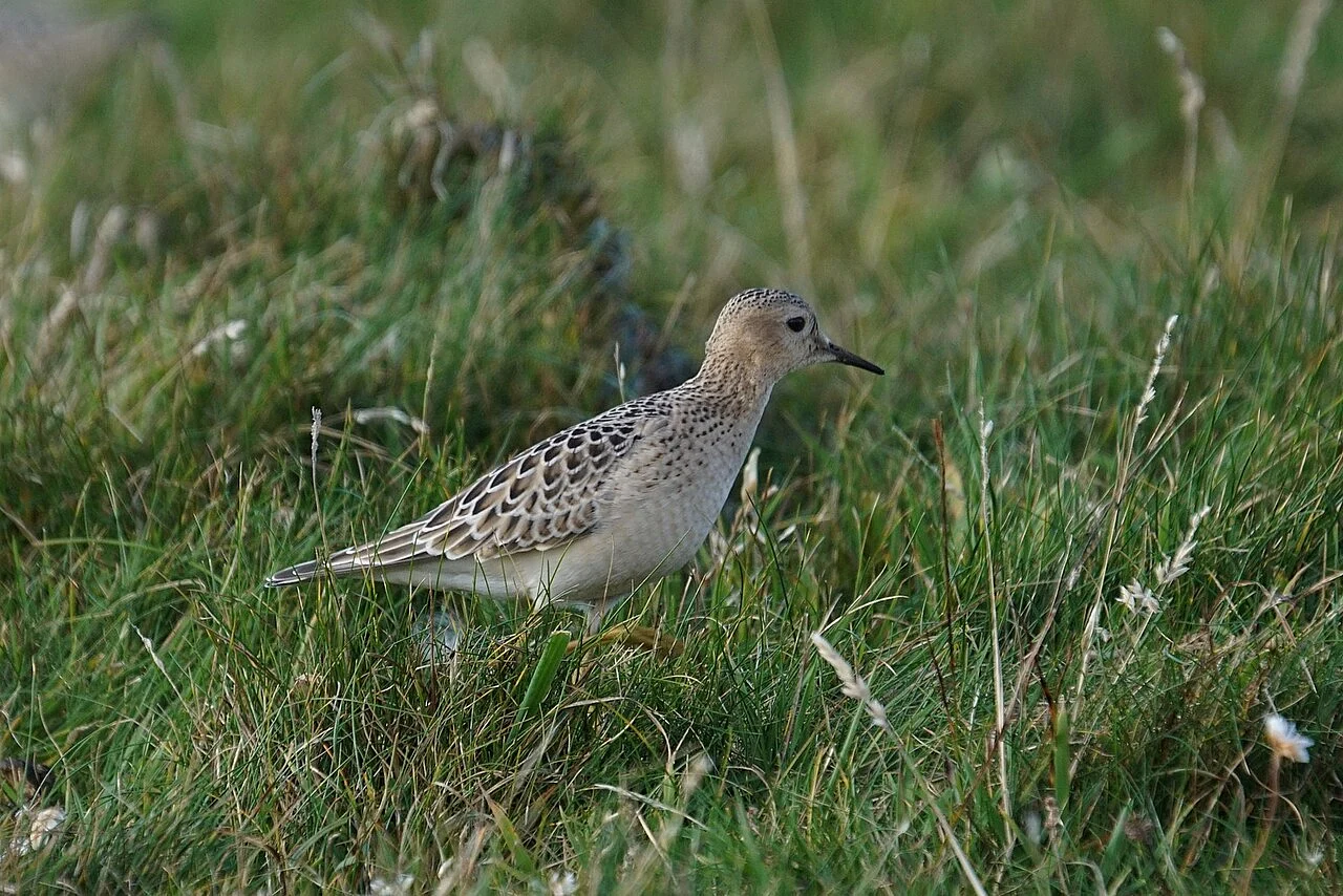 Buff-breasted Sandpiper (Calidris subruficollis) — photo 1 of 4